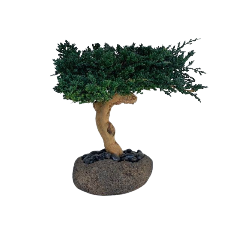 Single Bonsai in Lava Rock - Interior Mojo llc