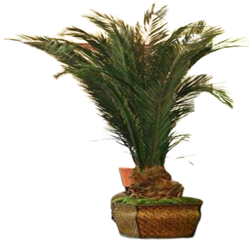 Newport Palm - Preserved Palm Tree 72 and 84" - Interior Mojo llc