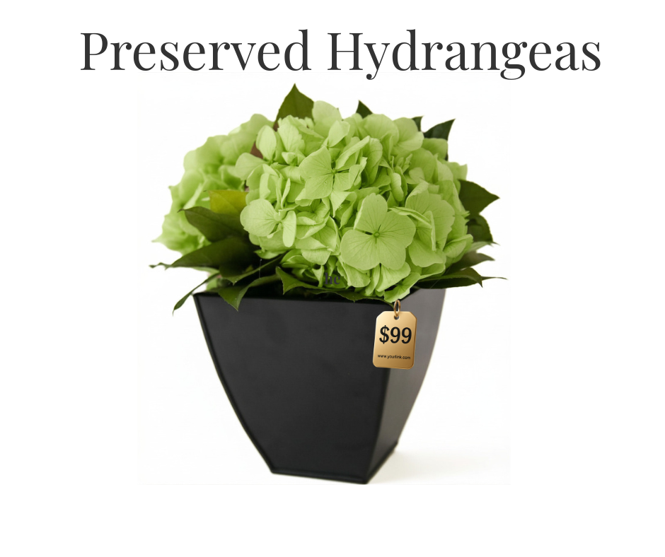 Green preserved hydrangeas in a black pot with a price tag on a white background