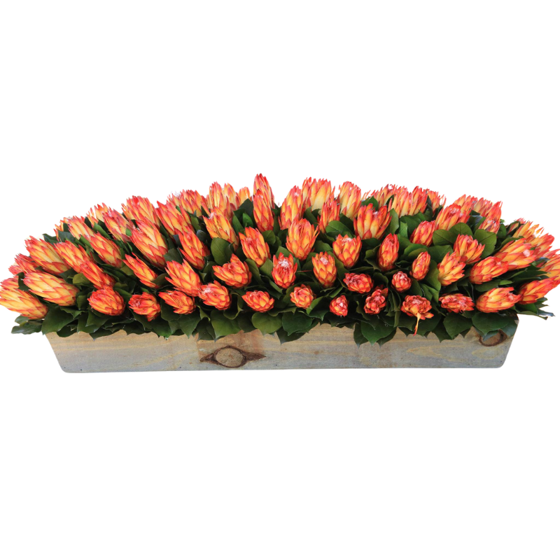 36" Protea - Preserved Floral Arrangement - Interior Mojo llc