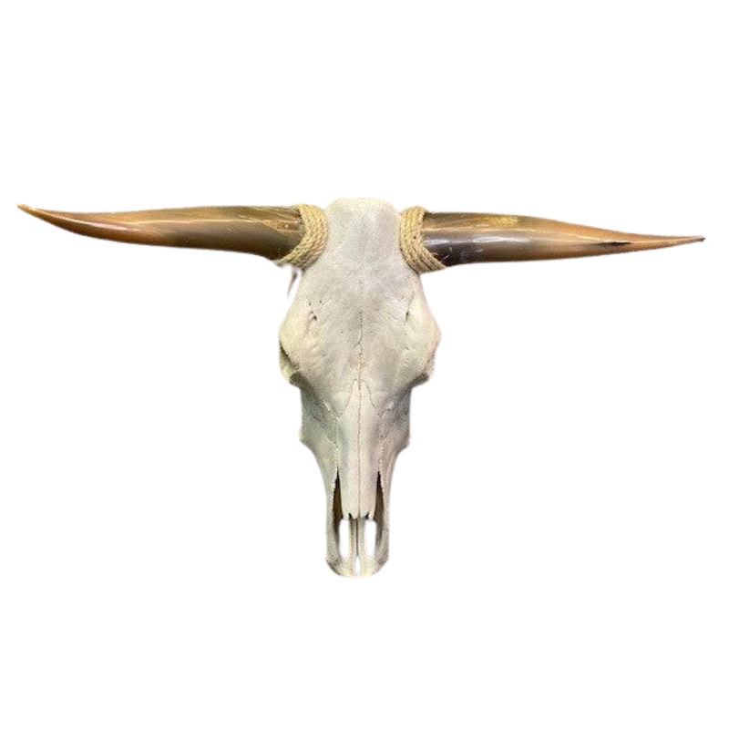 Long Horn Skull Empty - Interior Mojo llc