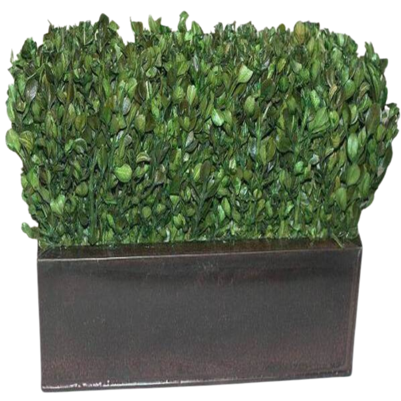 preserved indoor plants Preserved Boxwood Hedge