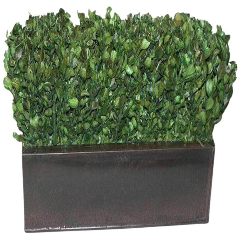 Boxwood Hedge - Preserved Indoor Plant - Interior Mojo llc