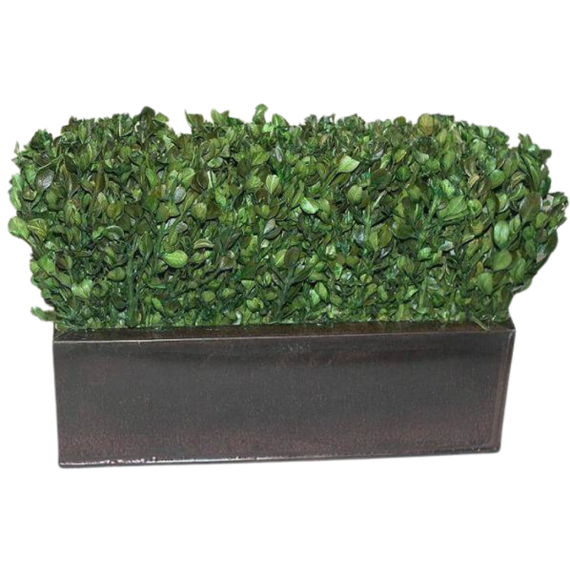 Boxwood Hedge - Preserved Indoor Plant - Interior Mojo llc