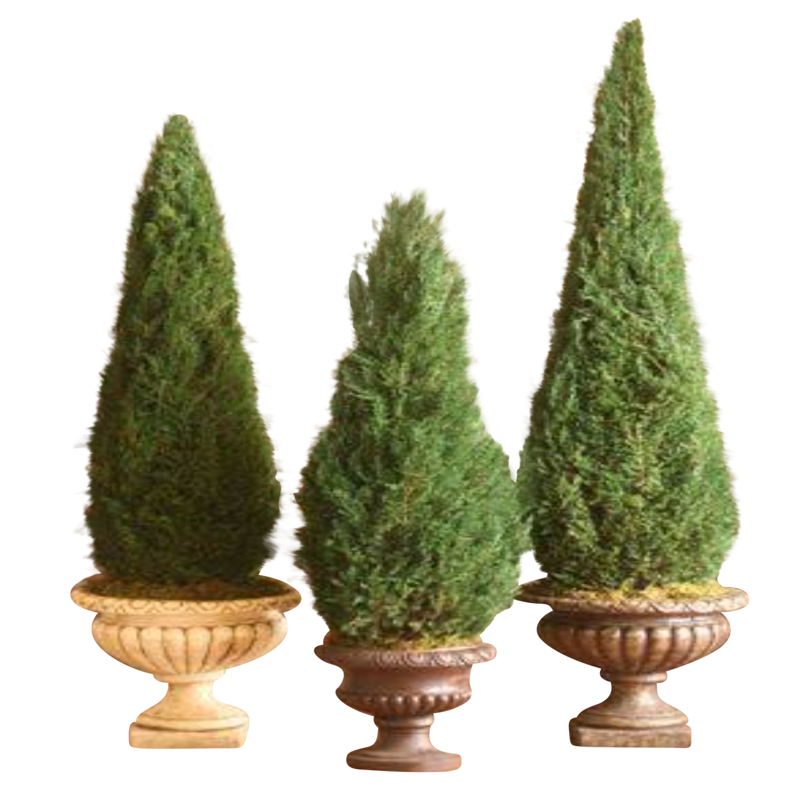 Cone Topiary - Preserved  Juniper Indoor Tree - Interior Mojo llc