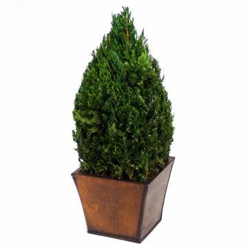 Cone Topiary - Preserved  Juniper Trees 20-120" Tall - Interior Mojo llc