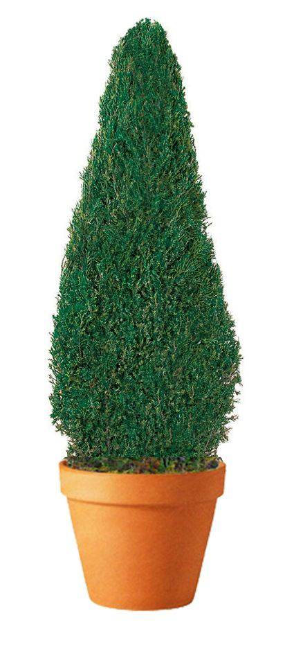 Cone Topiary - Preserved  Juniper Trees 20-120" Tall - Interior Mojo llc