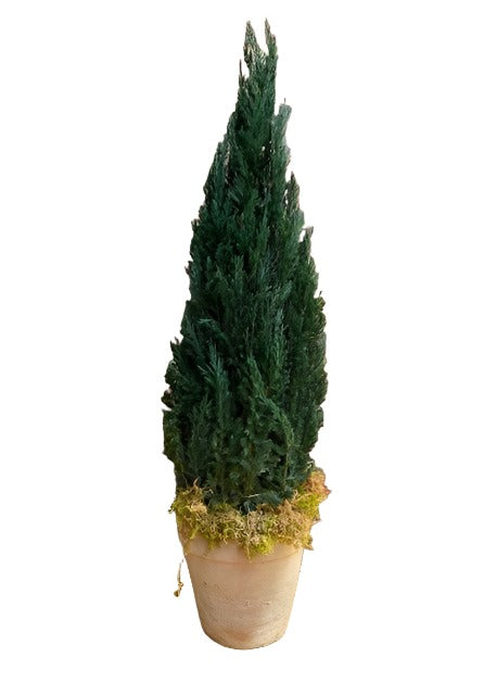 Natural Cone - Preserved Juniper Tree 20-40": - Interior Mojo llc