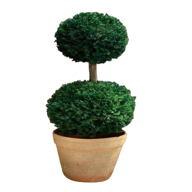 Double Ball Topiary - Preserved Boxwood Tree 30 and 40" - Interior Mojo llc