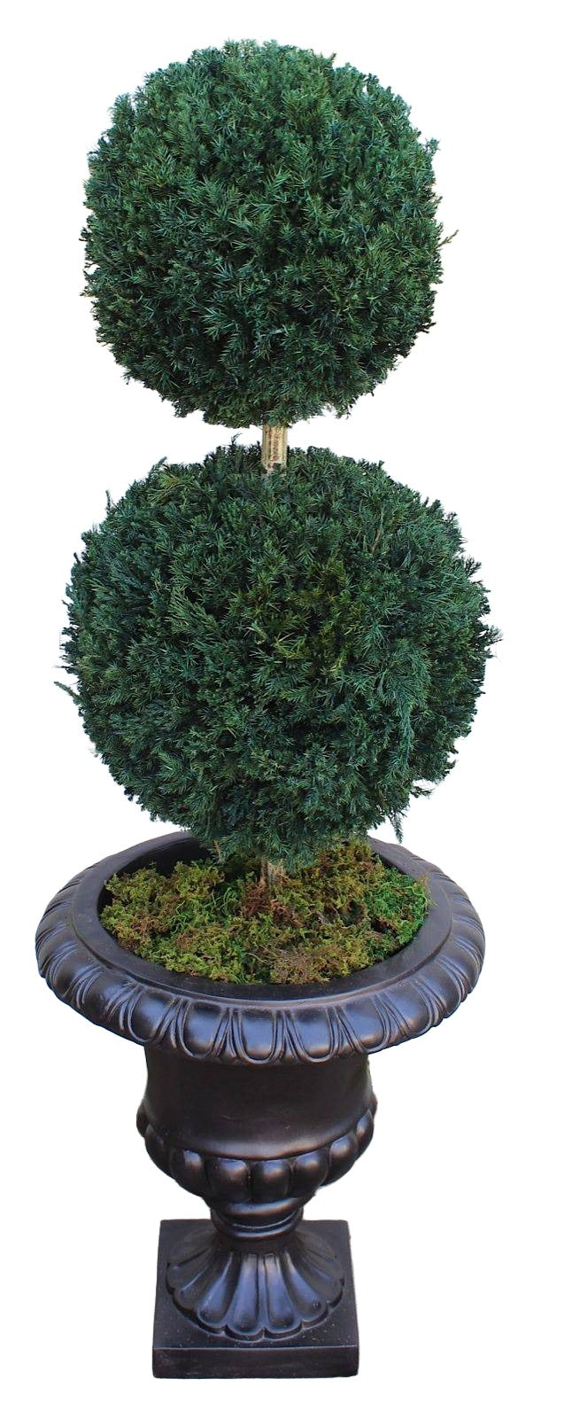 Double Ball Topiary - Preserved Boxwood Tree 30 and 40" - Interior Mojo llc