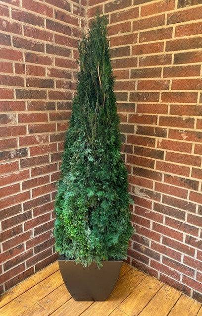 Emerald Green Cone - Preserved Arborvitae Trees 30-84" - Interior Mojo llc