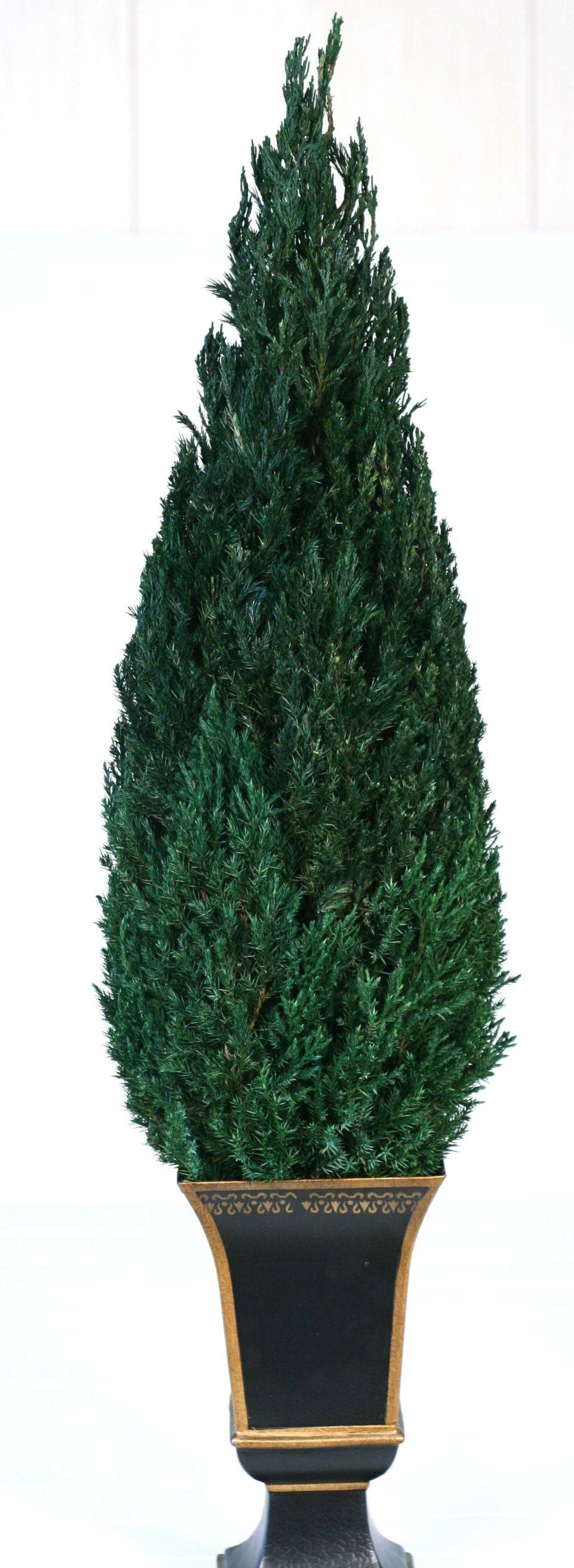 Emerald Green Cone - Preserved Arborvitae Trees 30-84" - Interior Mojo llc