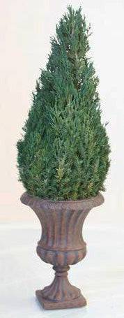 Emerald Green Cone - Preserved Arborvitae Trees 30-84" - Interior Mojo llc