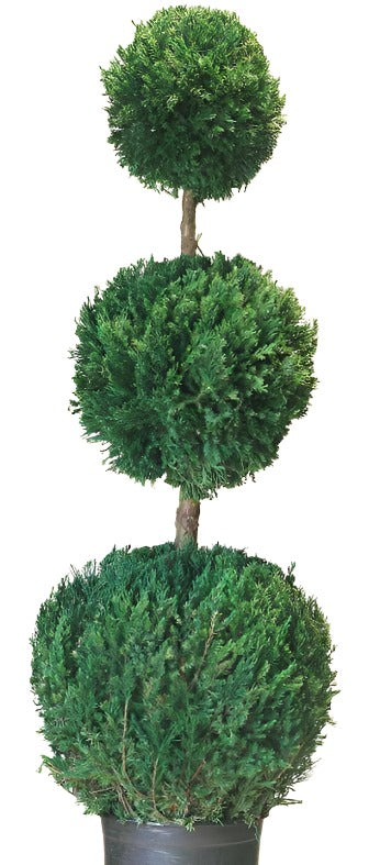 Triple Ball Topiary - Preserved Juniper Tree 40-60" - Interior Mojo llc