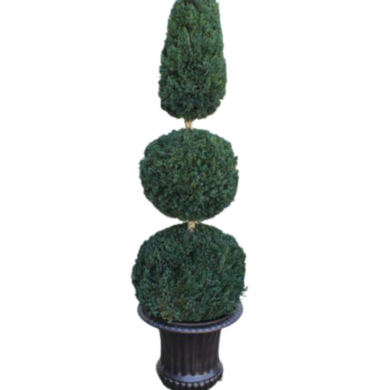 Double Ball Cone Topiary - Preserved Boxwood Tree 60 and 72" - Interior Mojo llc