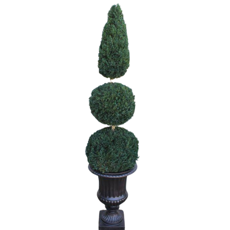 Double Ball Cone Topiary - Preserved Boxwood Tree 60 and 72" - Interior Mojo llc