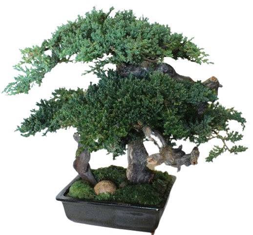 20" Monterey Bonsai - Preserved Double - Interior Mojo llc