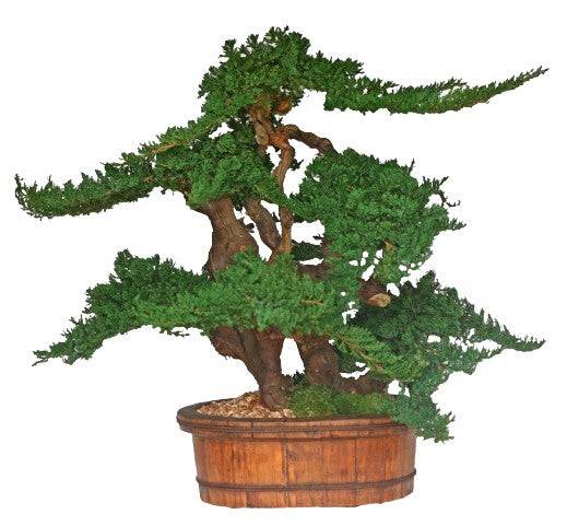 36" Vintage Bonsai - Preserved Bonsai Tree - Interior Mojo llc