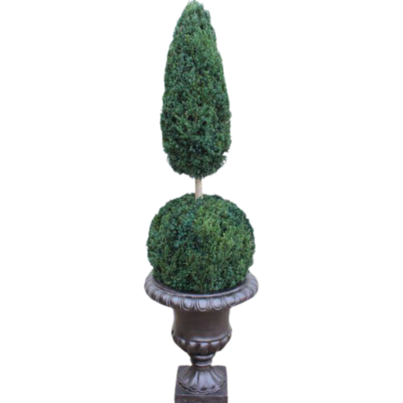 Ball and Cone Topiary - Preserved Boxwood Tree - Interior Mojo llc