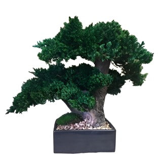 Double Monterey Topiary- Preserved Monterey - Interior Mojo llc