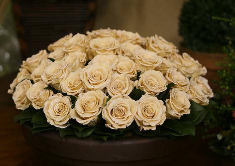 Five Dozen Roses - Interior Mojo llc