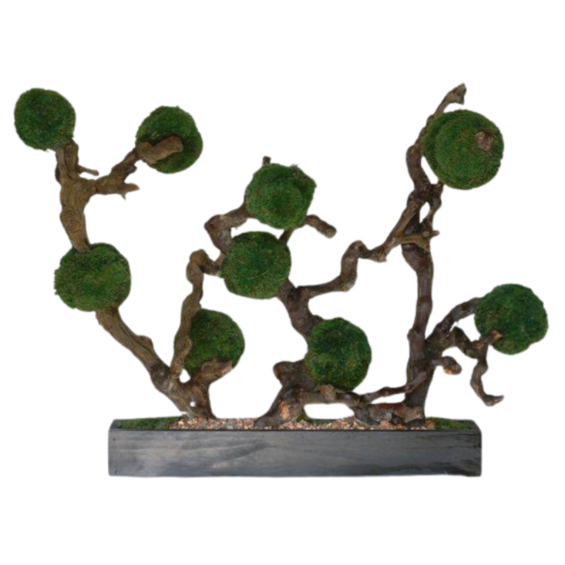 Moss Ball Hedge Bonsai - Preserved Moss and Grapewood - Interior Mojo llc