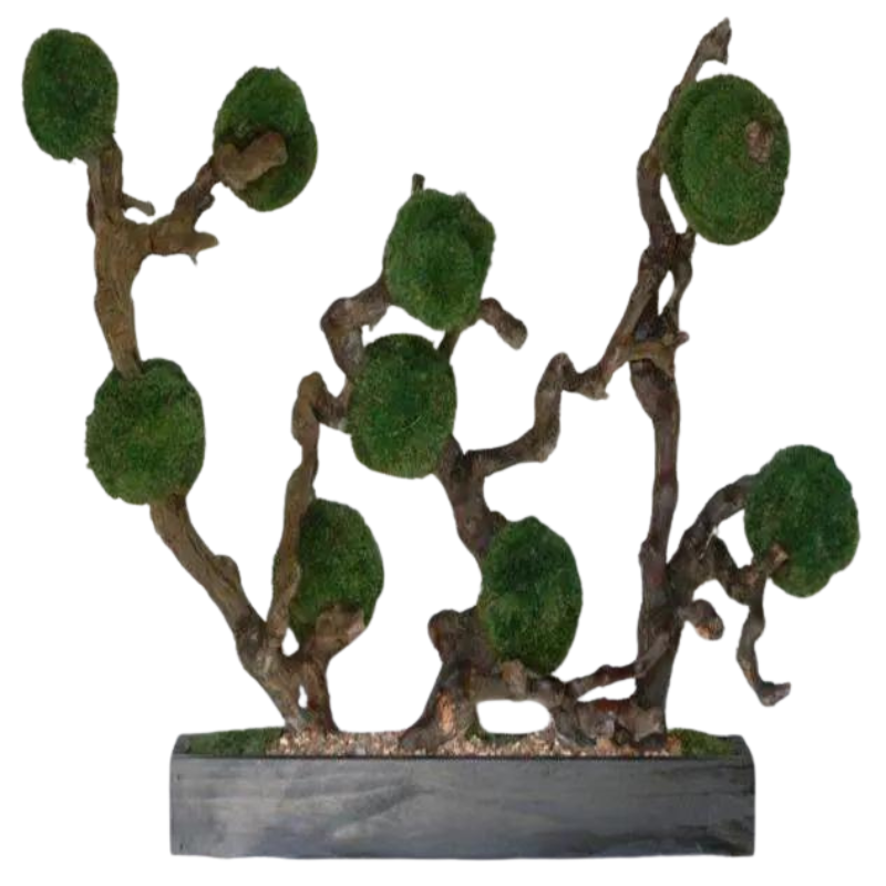 Moss Ball Hedge Bonsai - Preserved Moss and Grapewood - Interior Mojo llc