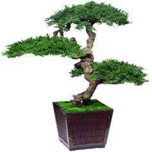 Senshi Bonsai - Preserved Bonsai Tree - Interior Mojo llc