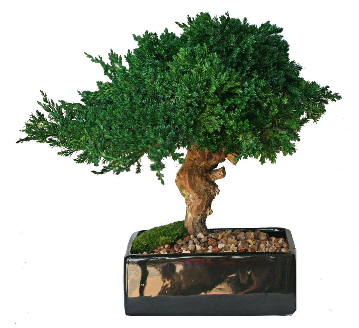 Single Monterey Bonsai - Interior Mojo llc