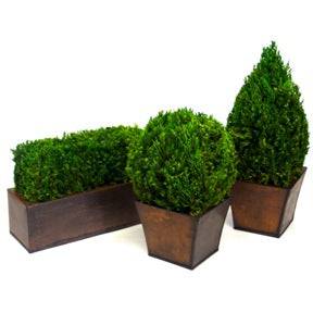 Tabletop Topiary Set - Preserved Plants - Interior Mojo llc