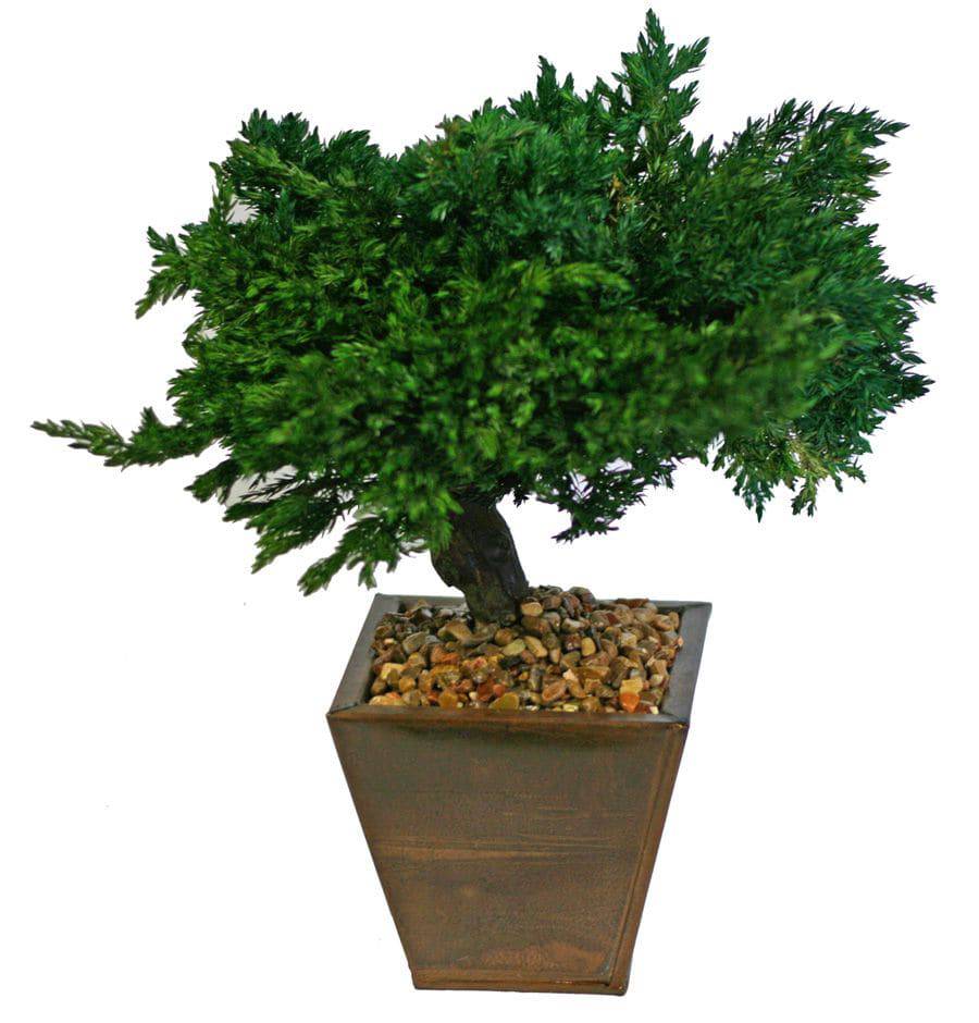 Traditional Bonsai - Preserved - Interior Mojo llc