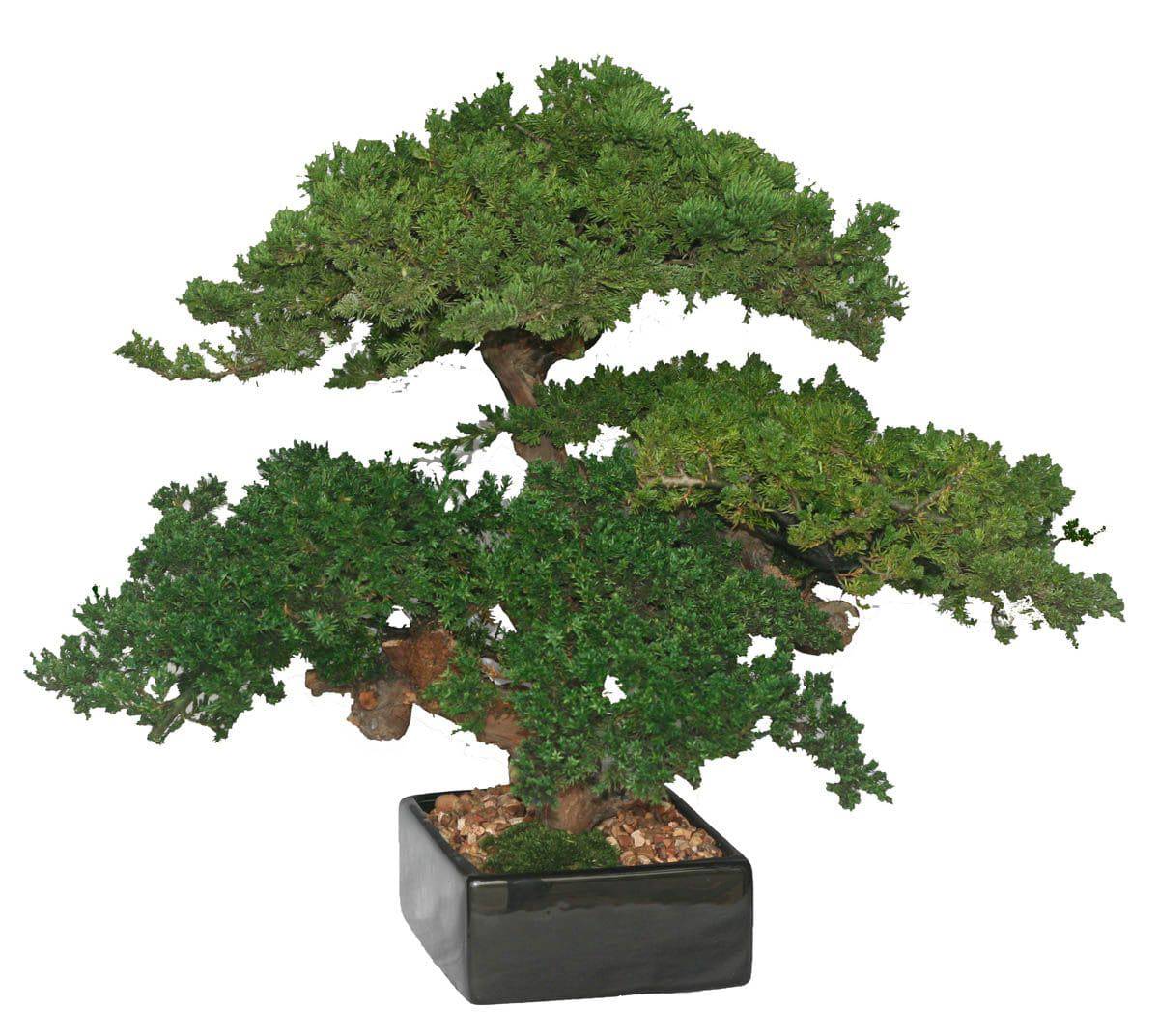 Triple Monterey Bonsai - Preserved Tree - Interior Mojo llc