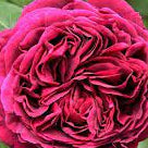 Preserved, real 4 rose floral arrangement for desk decor or table in a white cement cube. 