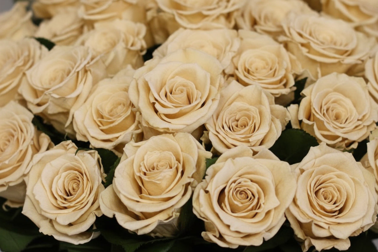 Five Dozen Roses - Interior Mojo llc