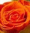 Preserved, real 4 vibrant orange roses with green leaves in white square pot