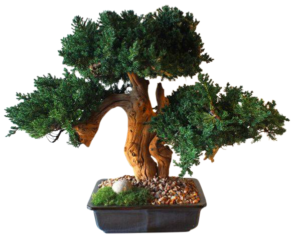 preserved triple bonsai sandblasted - Interior Mojo llc